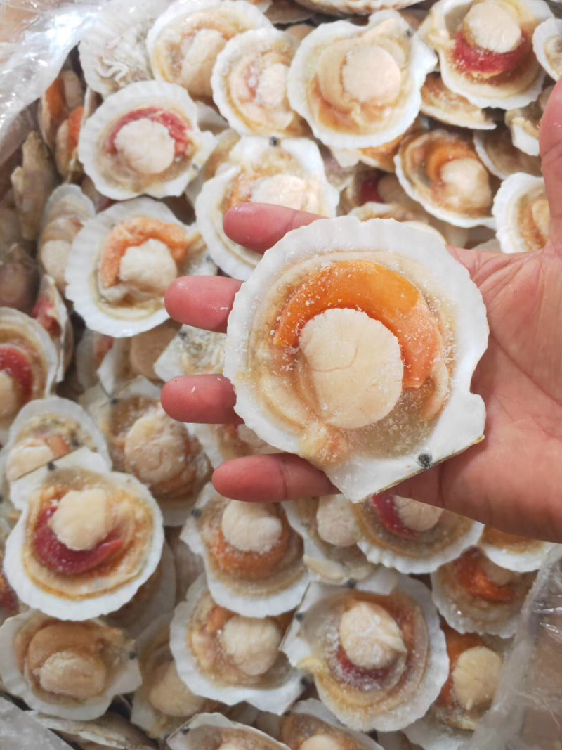 半壳扇贝原装原汁化冻即用夏夷贝餐饮烧烤食材肥美贝类