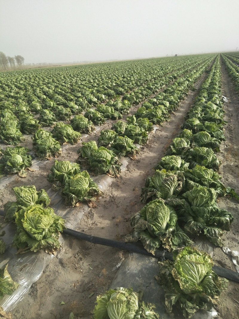 吉林秋季白菜大量上市品质保证欢迎朋友们采购