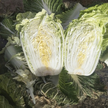 吉林秋季白菜大量上市品质保证欢迎朋友们采购