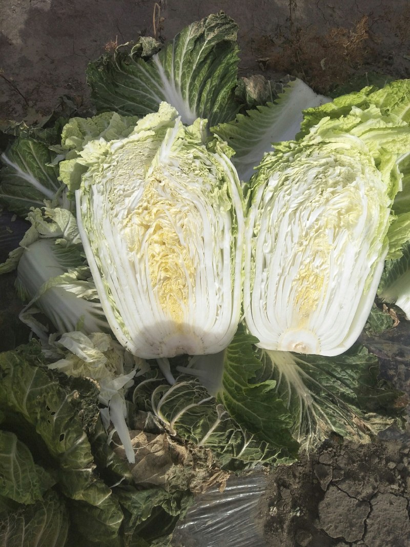 吉林秋季白菜大量上市品质保证欢迎朋友们采购