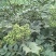 茣茱萸精品小粒中花茣茱萸