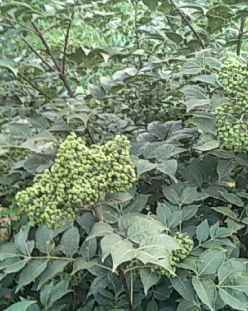 茣茱萸精品小粒中花茣茱萸