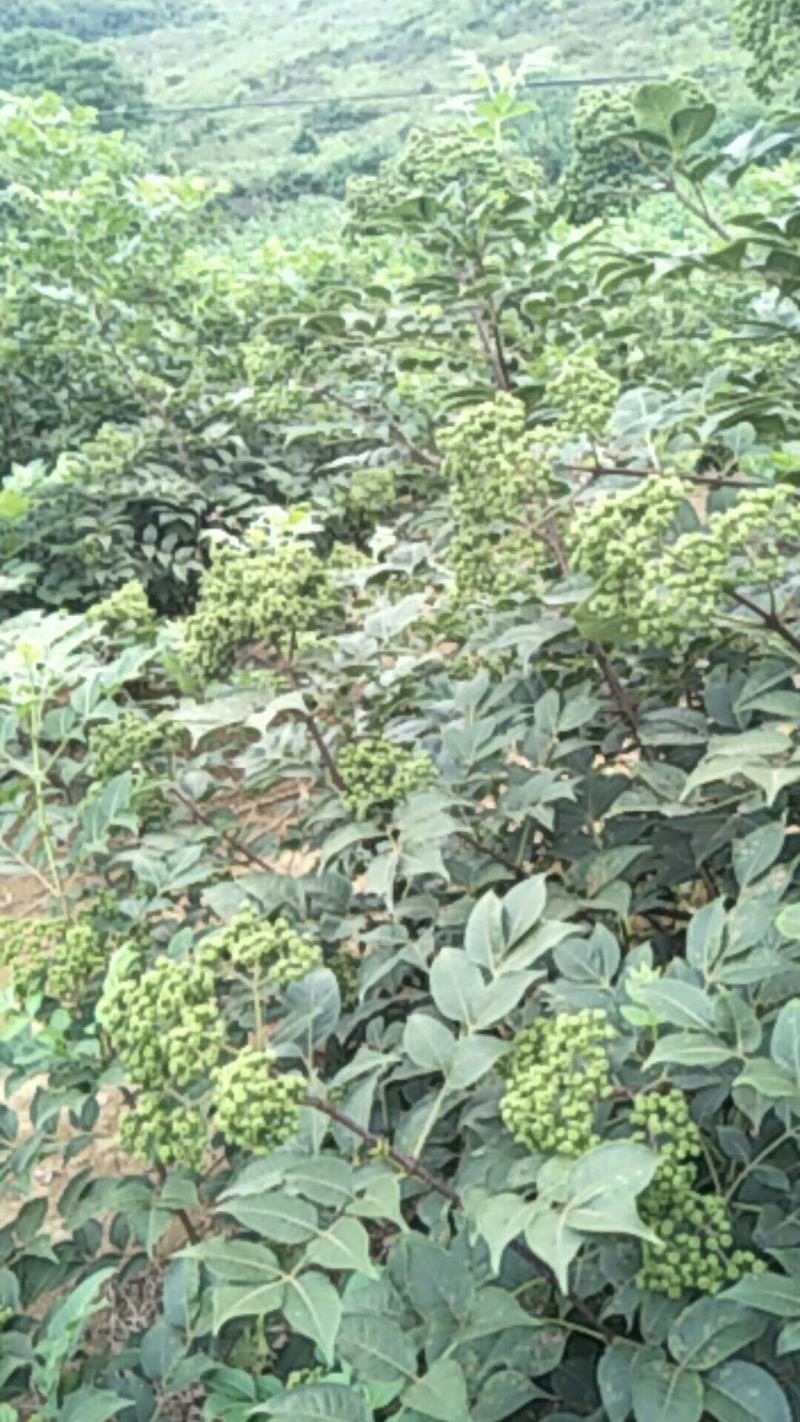 茣茱萸精品小粒中花茣茱萸