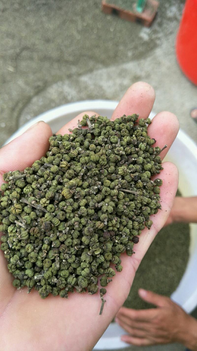 茣茱萸精品小粒中花茣茱萸