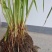 小米草种高产水草耐水淹耐旱雀叶稗湖南稷子养殖鱼虾蟹牧草