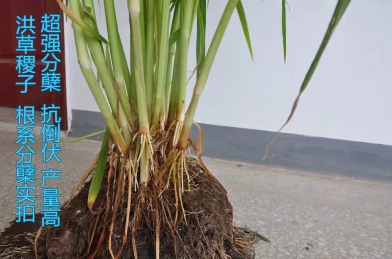 小米草种高产水草耐水淹耐旱雀叶稗湖南稷子养殖鱼虾蟹牧草