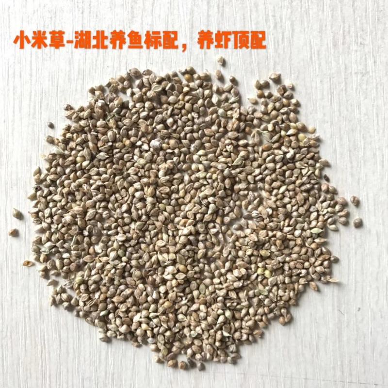 小米草种高产水草耐水淹耐旱雀叶稗湖南稷子养殖鱼虾蟹牧草