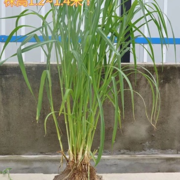 小米草种高产水草耐水淹耐旱雀叶稗湖南稷子养殖鱼虾蟹牧草
