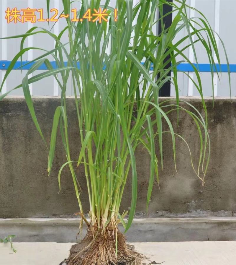 小米草种高产水草耐水淹耐旱雀叶稗湖南稷子养殖鱼虾蟹牧草