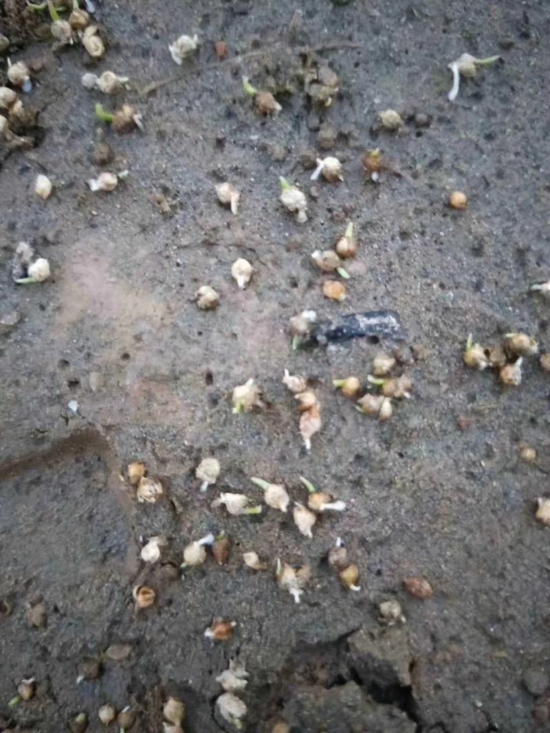 小米草种高产水草耐水淹耐旱雀叶稗湖南稷子养殖鱼虾蟹牧草