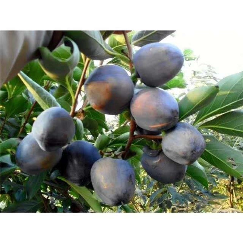 阳丰甜柿子苗适合南北方种植大秋甜柿子苗成活率高二年苗