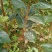 阳丰甜柿子苗适合南北方种植大秋甜柿子苗成活率高二年苗
