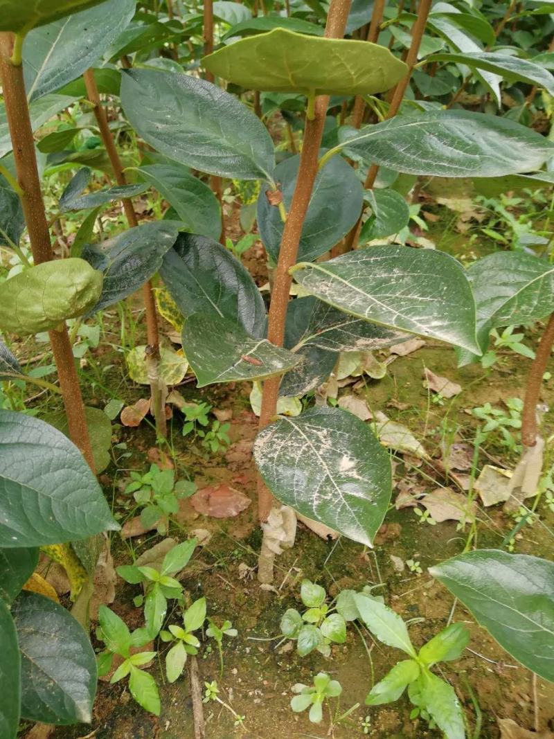阳丰甜柿子苗适合南北方种植大秋甜柿子苗成活率高二年苗