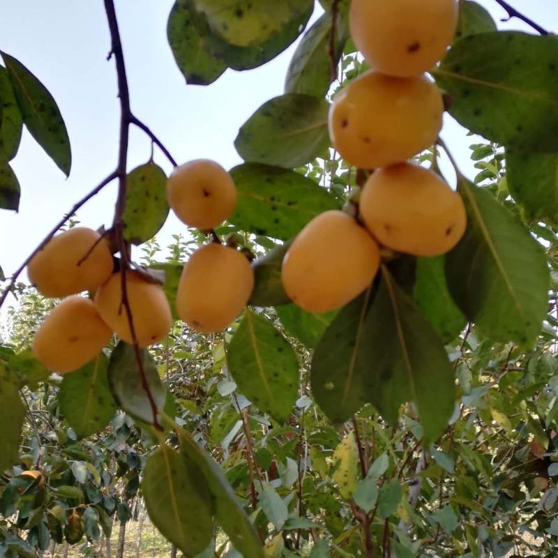 阳丰甜柿子苗适合南北方种植大秋甜柿子苗成活率高二年苗