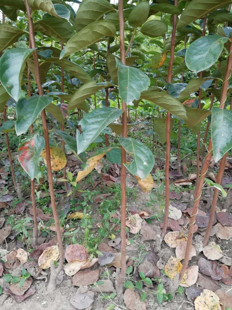 阳丰甜柿子苗适合南北方种植大秋甜柿子苗成活率高二年苗