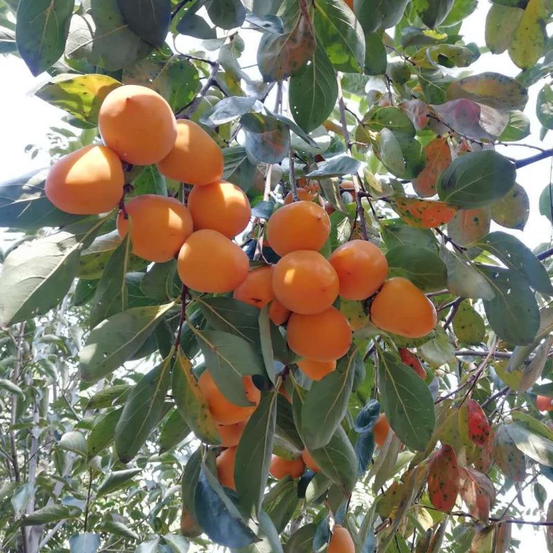 阳丰甜柿子苗适合南北方种植大秋甜柿子苗成活率高二年苗