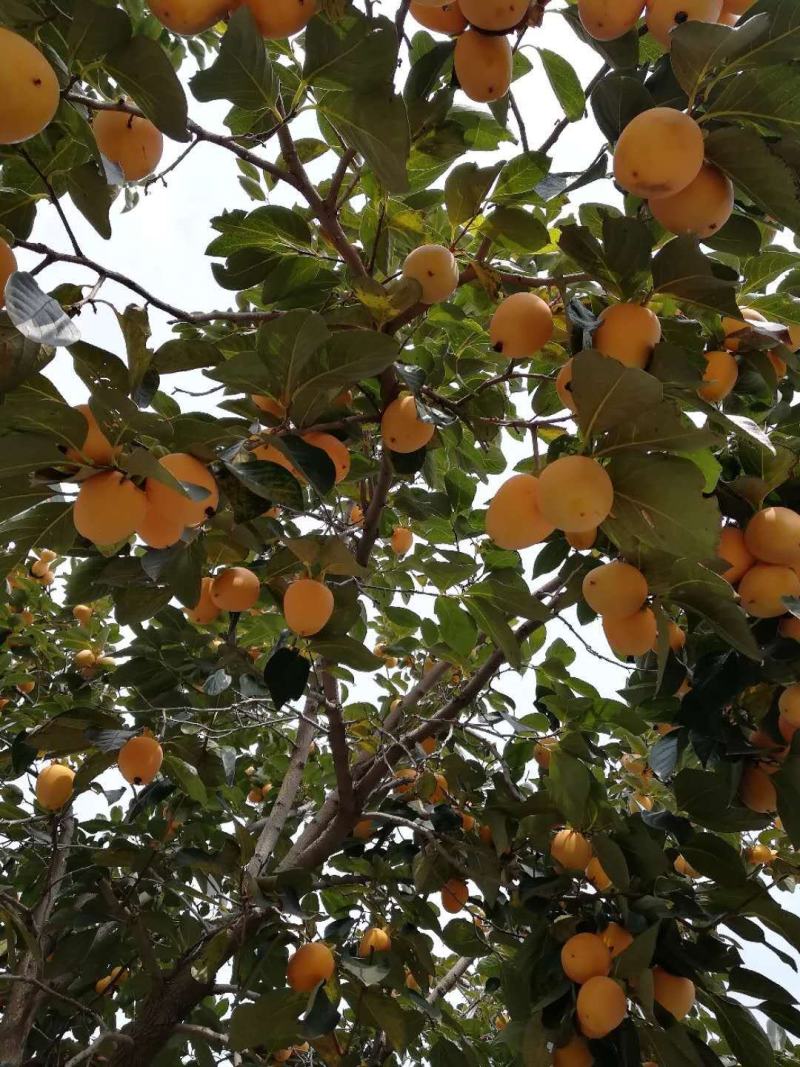 阳丰甜柿子苗适合南北方种植大秋甜柿子苗成活率高二年苗