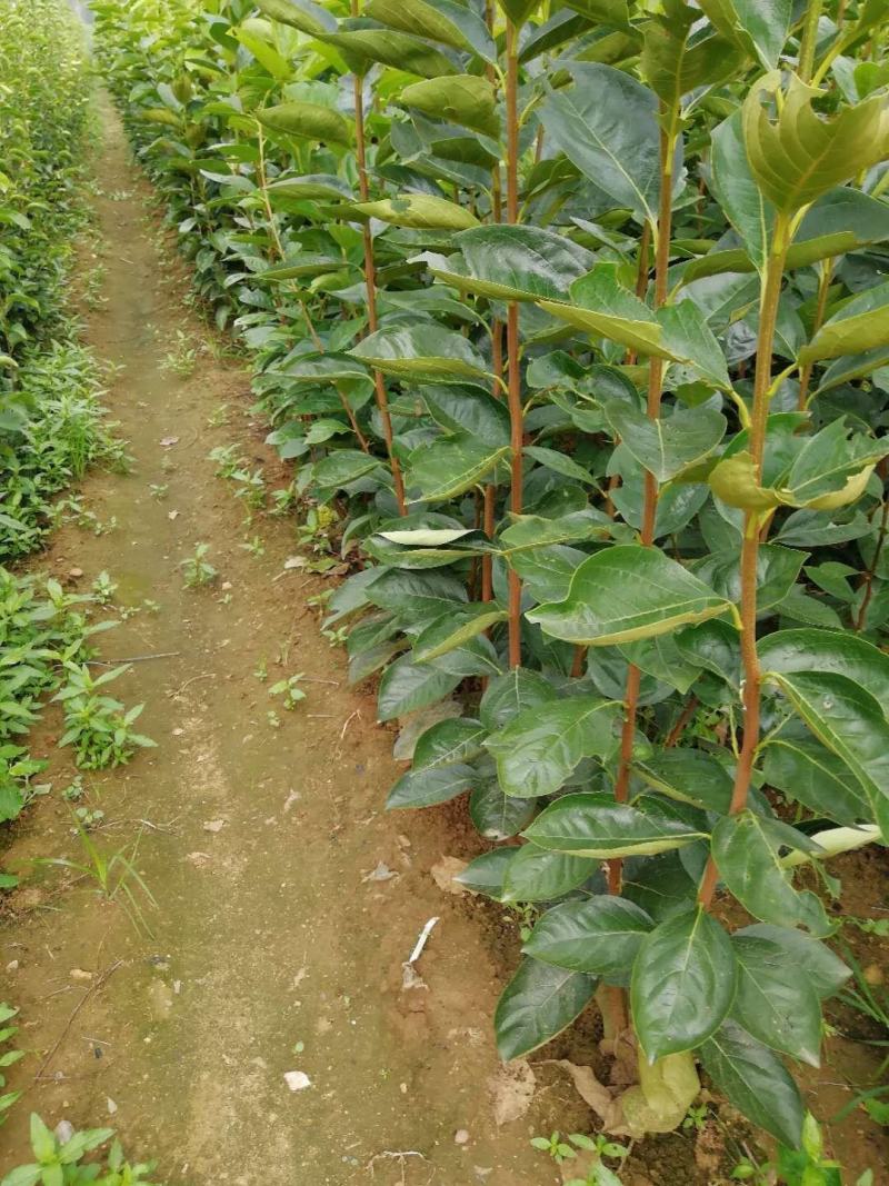 阳丰甜柿子苗适合南北方种植大秋甜柿子苗成活率高二年苗