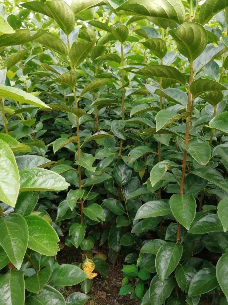 阳丰甜柿子苗适合南北方种植大秋甜柿子苗成活率高二年苗