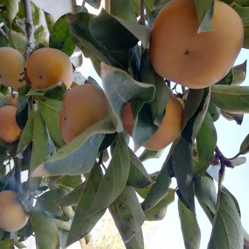 阳丰甜柿子苗适合南北方种植大秋甜柿子苗成活率高二年苗