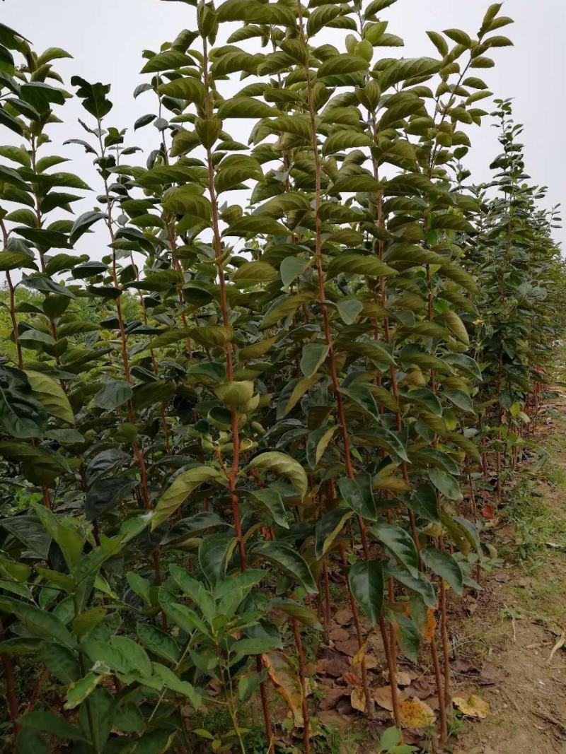 阳丰甜柿子苗适合南北方种植大秋甜柿子苗成活率高二年苗