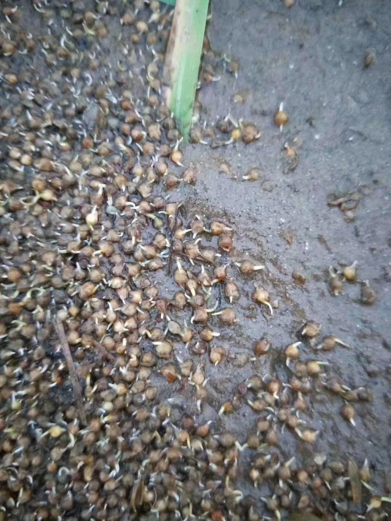 小米草种高产水草耐水淹耐旱雀叶稗湖南稷子养殖鱼虾蟹牧草