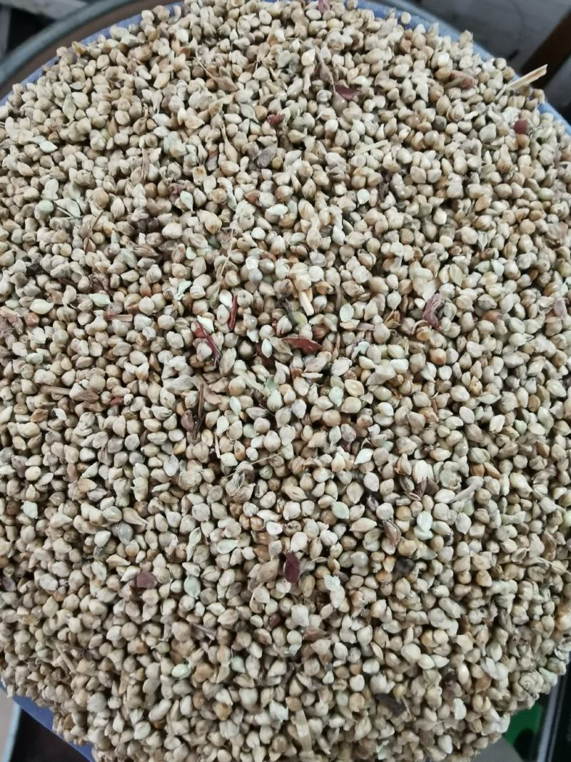 小米草种高产水草耐水淹耐旱雀叶稗湖南稷子养殖鱼虾蟹牧草