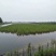 小米草种高产水草耐水淹耐旱雀叶稗湖南稷子养殖鱼虾蟹牧草