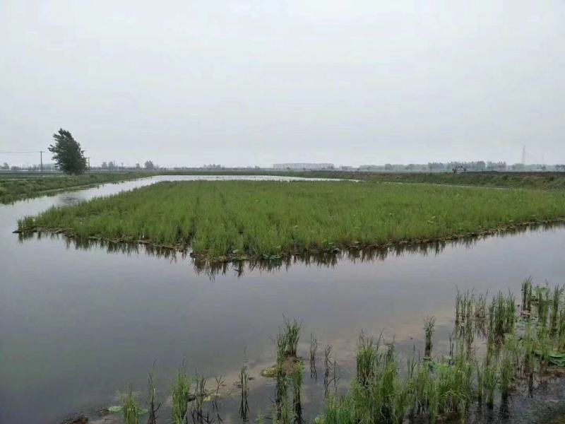 小米草种高产水草耐水淹耐旱雀叶稗湖南稷子养殖鱼虾蟹牧草