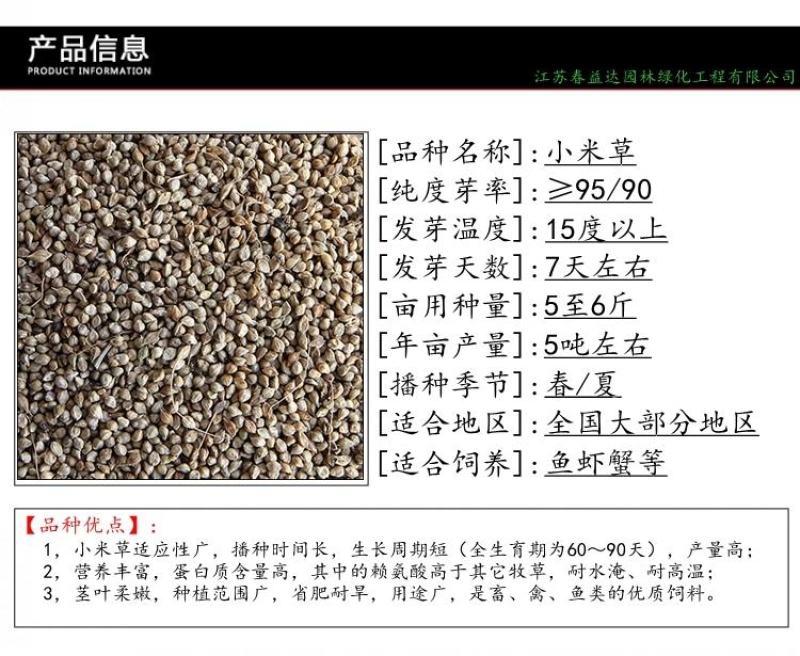 小米草种高产水草耐水淹耐旱雀叶稗湖南稷子养殖鱼虾蟹牧草