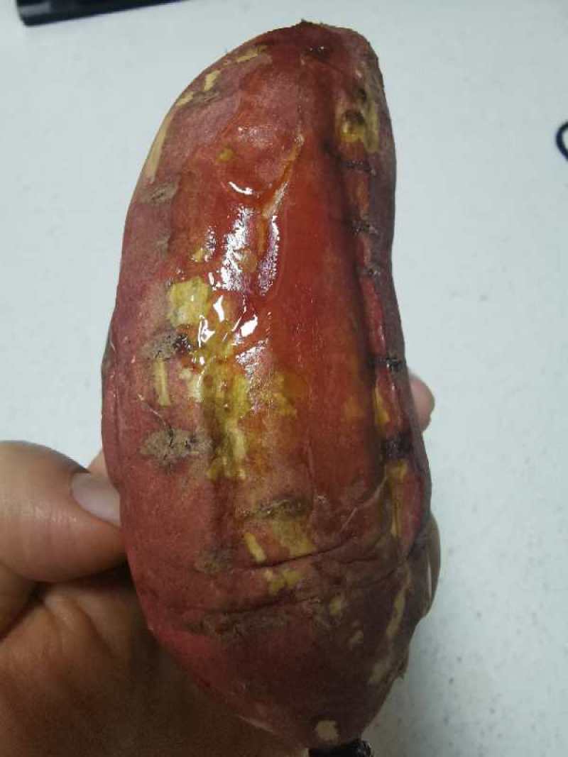 烟薯25来自山东农科院原薯自己育苗