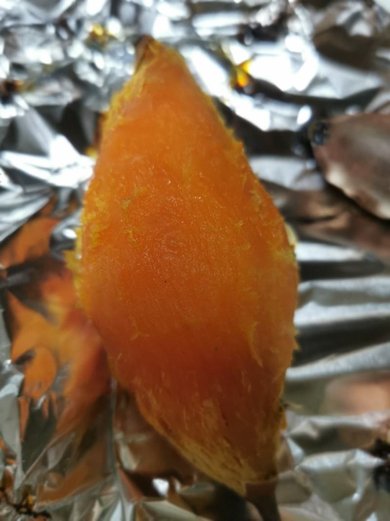 山东农科院原薯自育苗栽种沙地烟薯