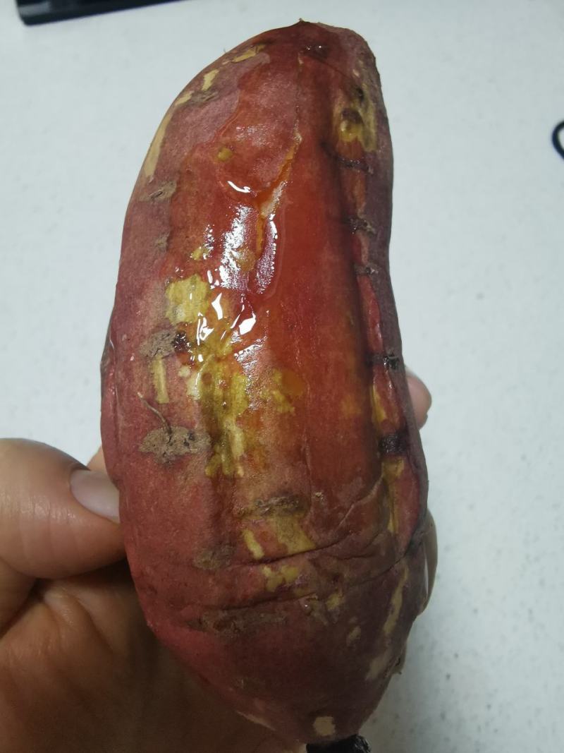 山东农科院原薯自育苗栽种沙地烟薯