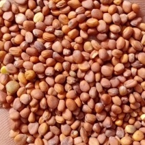 莱菔子萝卜子萝卜子芽菜出芽率高98%左右大量出售