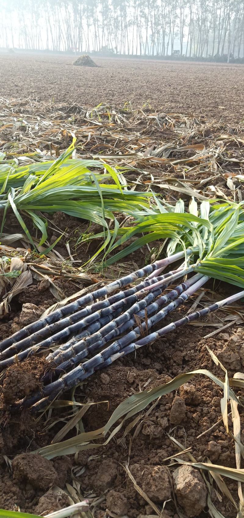 甘蔗自家种植又脆又甜，热销中……