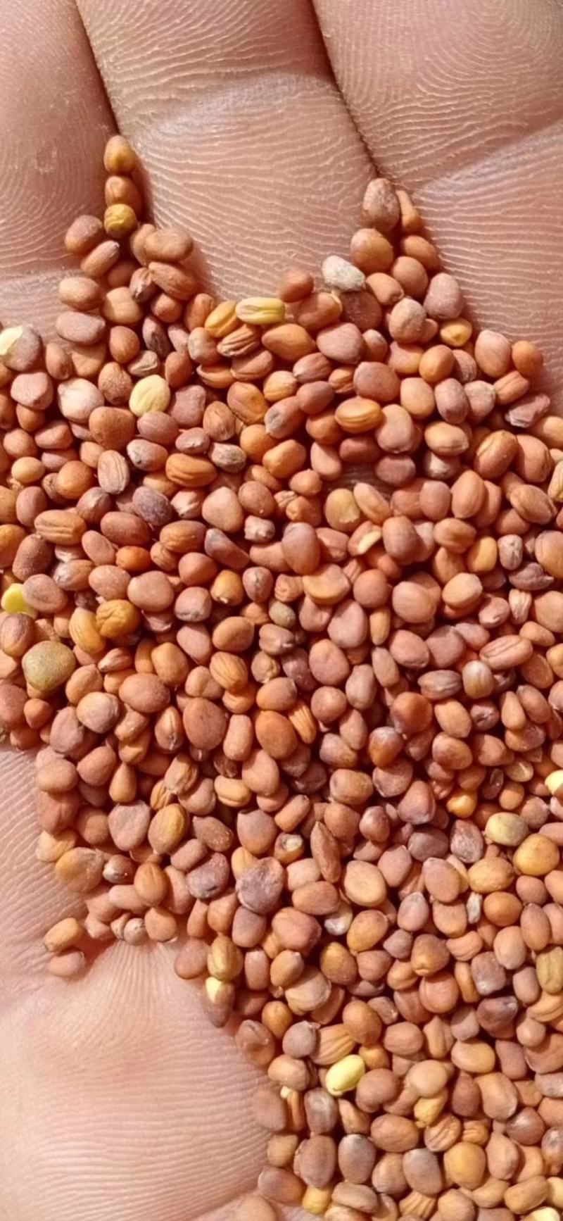 莱菔子萝卜子萝卜子芽菜出芽率高98%左右大量出售