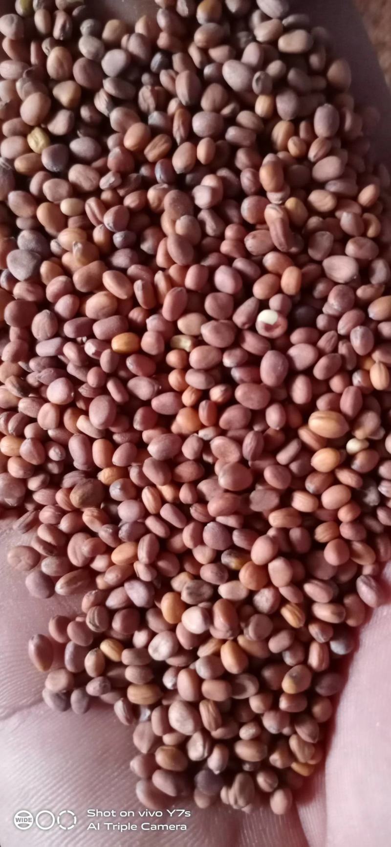 莱菔子萝卜子萝卜子芽菜出芽率高98%左右大量出售