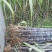 甘蔗自家种植又脆又甜，热销中……