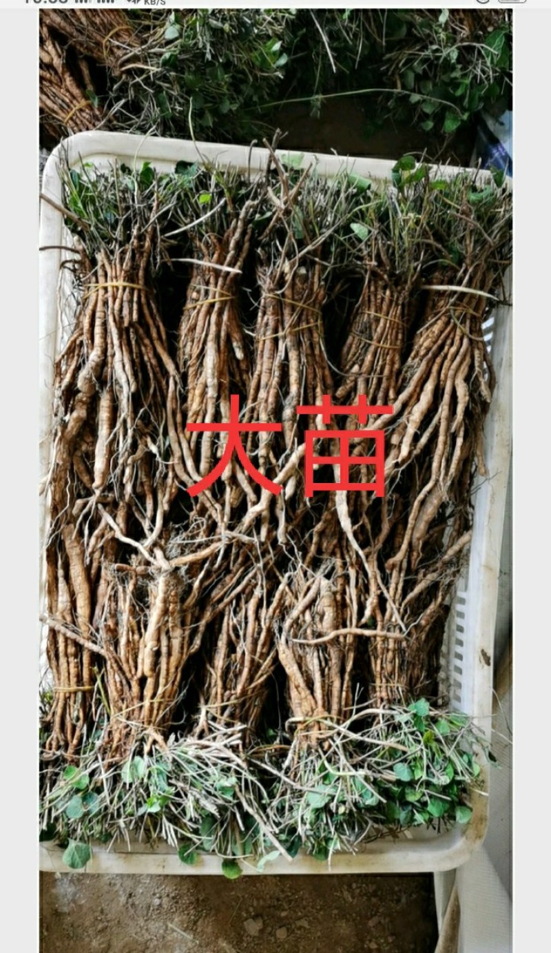 防己苗，江西药典品种优质粉防己子育苗，提供技术支持