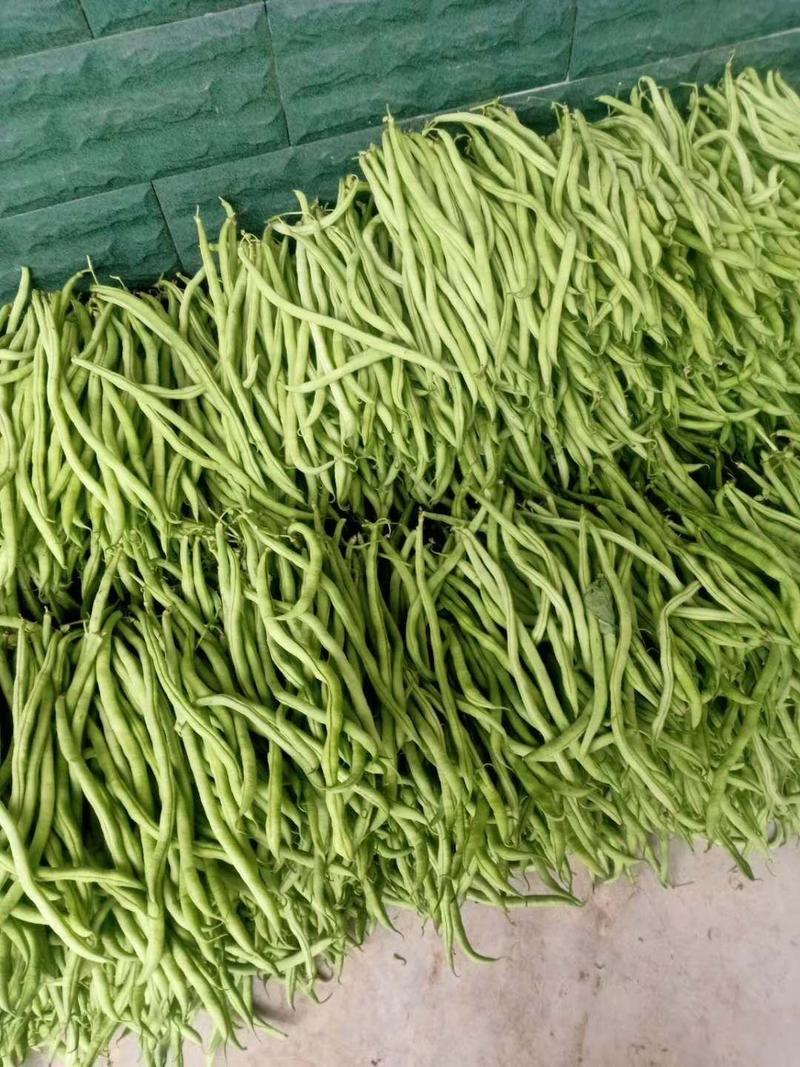 四川蔬菜，四季豆，无丝豆，无筋豆，无筋豆上市中产区直发