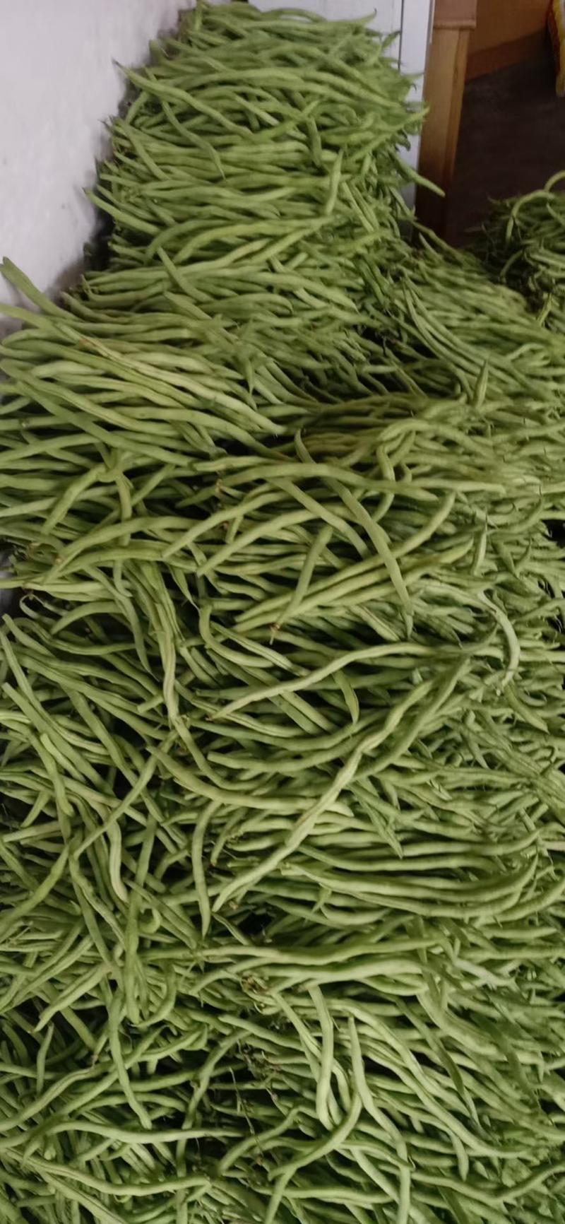四川蔬菜，四季豆，无丝豆，无筋豆，无筋豆上市中产区直发