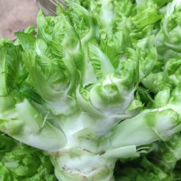 安微儿菜，儿菜，新品儿菜，产区直发，整车发货