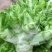 安微儿菜，儿菜，新品儿菜，产区直发，整车发货