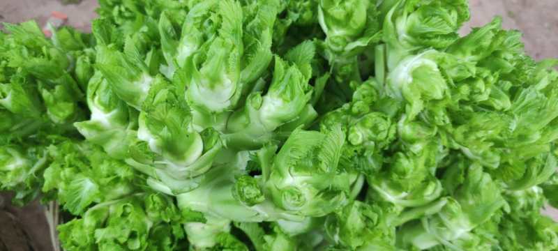 安微儿菜，儿菜，新品儿菜，产区直发，整车发货