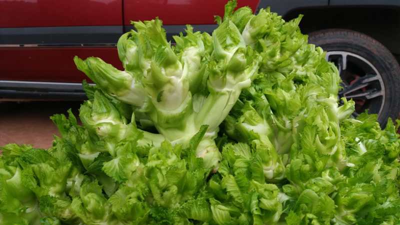 安微儿菜，儿菜，新品儿菜，产区直发，整车发货