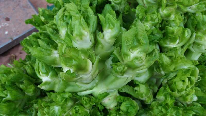 安微儿菜，儿菜，新品儿菜，产区直发，整车发货