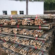 楠竹杆竹尾绿化果木苗木撑杆葡萄架大棚架竹杆