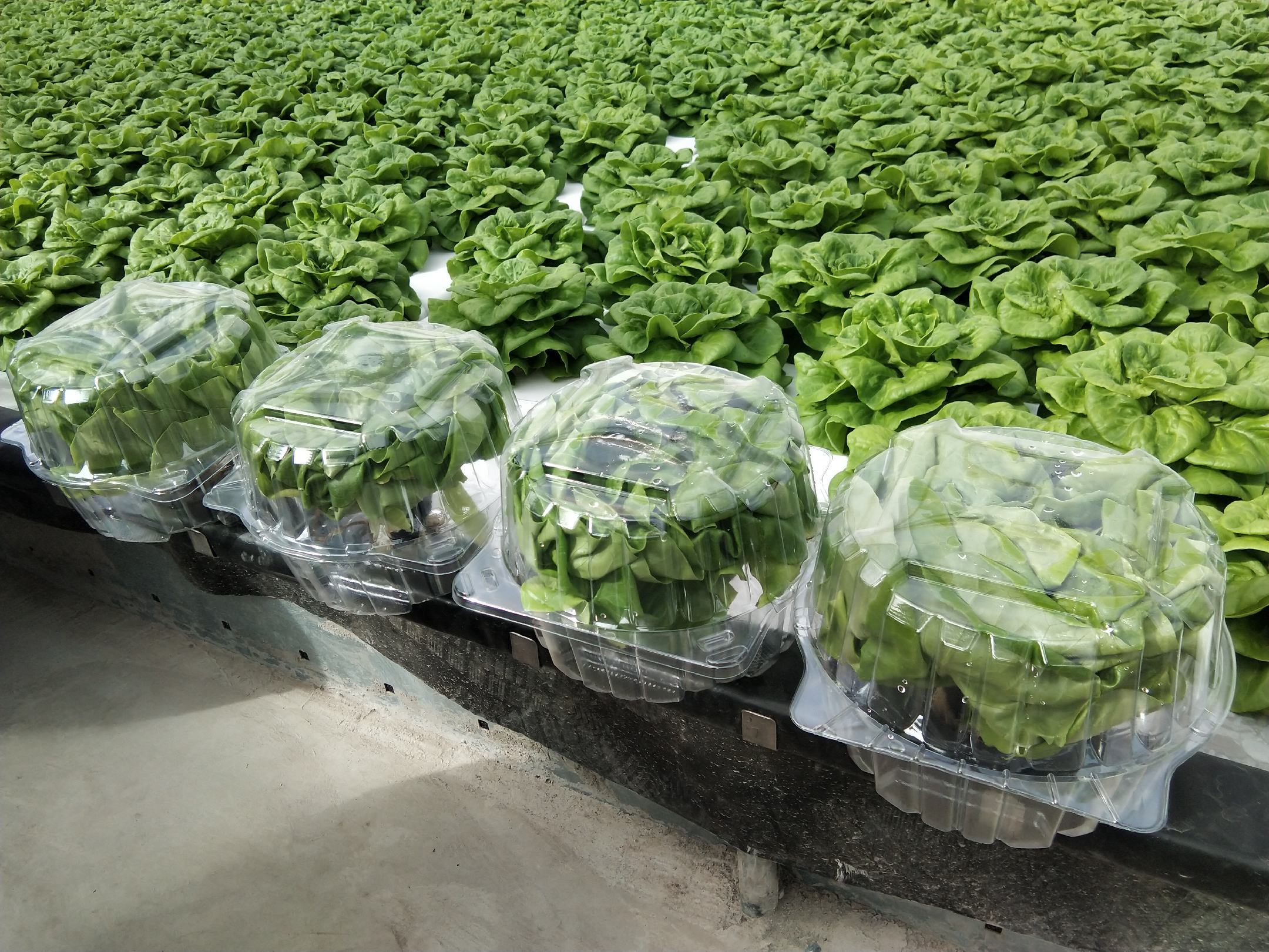 奶油生菜的净菜包装与销售展示