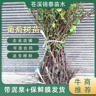 四川葡萄树苗巨峰葡萄苗黑葡萄树苗红提树苗红提葡萄苗提