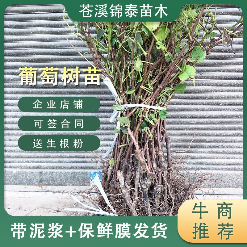 四川葡萄树苗巨峰葡萄苗黑葡萄树苗红提树苗红提葡萄苗提